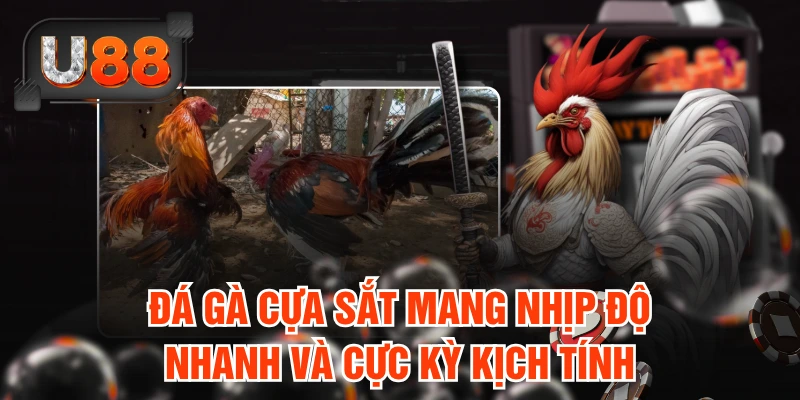 Đá gà cựa sắt mang nhịp độ nhanh và cực kỳ kịch tính