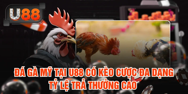 Đá gà Mỹ tại U88có kèo cược đa dạng, tỷ lệ trả thưởng cao